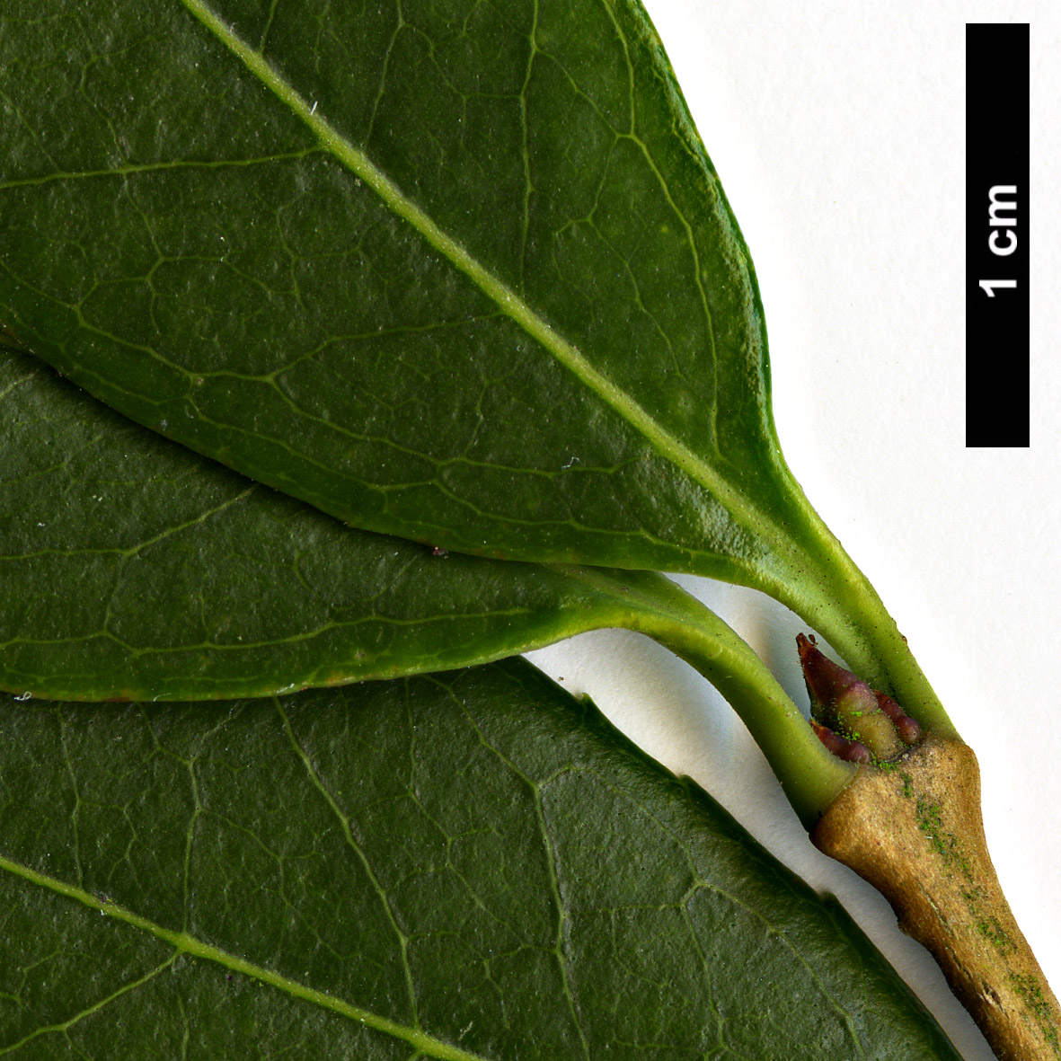 High resolution image: Family: Oleaceae - Genus: Osmanthus - Taxon: ×burkwoodii (O.delavayi × O.decorus)